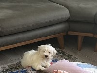 2.5 AYLIK MALTESE ÇİKOYA YUVA ARIYORUZ