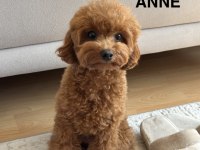 75 Günlük Teacup Poodle