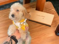 SAFKAN TOY POODLE YAVRULARI