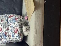 2 Buçuk Aylık Safkan Scottish Fold Bebek
