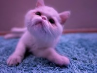 Exotic shorthair sağlıklı erkek yavrumuz