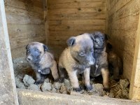 Belçika malinois yavrular 35 günlük