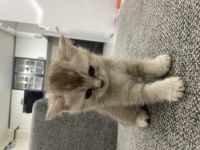 Golden british shorthair oğlumuz