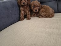 Podul Maltipoo Köpekler