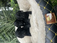 MALTİPOO YAVRULARIMIZ