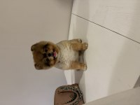 Pomeranian boo köpeğimiz