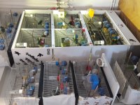ÖDÜLLÜ KANARYALARIN KAFESİNDEKİ KUŞLAR SAHİPLENDİRME