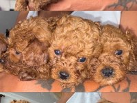 TOY POODLE BEBEK KÖPEKLER