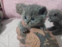 British shorthair yavrular