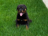 Rottweiler Sağlık Garantili Bebekler