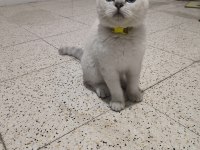 Scottish fold 4 aylık kedim