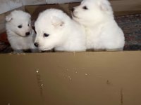 Samoyed yavrular