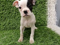 FRENCH BULLDOG HARİKA GÜZELLİKLER