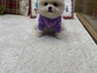 Tedy Face Pomeranian Boo Yavrularımız