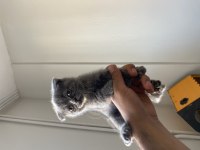 Scottish fold kedim ve yavrusu