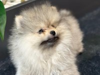 Orjinal pomeranian boo