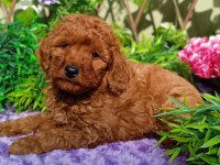 Poodle yavrularımız ırk garantilidir