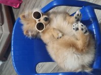 5 aylık erkek pomeranian