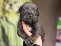 Dev Cane Corso Yavrular