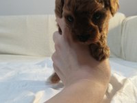 Teacub Poodle