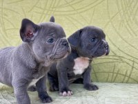 Blue renkli maviş gözlü tuvalet eğitimli french bulldoglar