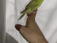 Ele kola alıştırmalık muhabbet kuşu yavru erkek