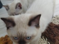 2 tane kedimiz kalmıştır dişi ve erkek