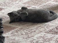 4 aylık british shorthair yavru