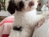 4 Aylık Maltese Terrier
