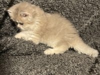 Anne Baba Şecereli Safkan British Longhair AY12 Erkek