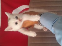 British Shorthair Yavruları Beyaz