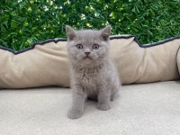 British Shorthair Lilac