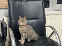 5 aylık kedimize yuva arıyoruz (ücretsiz)