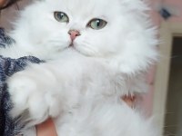 British Longhair Dişi Ücretsiz