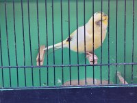 Ötücü kanaryalar