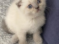 Güzeller güzeli scottish fold yavrularım