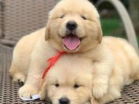 Golden Retriever Yavrular Gelip Görerek Alabilirsiniz