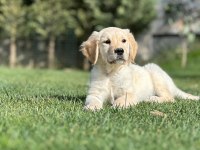 Golden Retriever Yavruları Çiftlikten