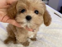 Irk Ve Sağlık Garantili Maltipoo