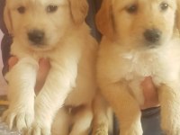 Safkan Golden Retriever Yavrularımız Mevcut