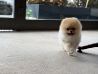 Teddy bear safkan pomeranian boo