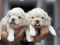 İmperial pekingese yavrular