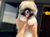 Dişi teacup boy ayı surat garantili pomeranian