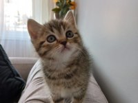 Golden black sağlıklı süper yavrular british shorthair