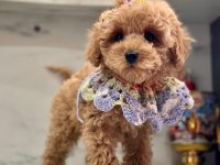 F1 KALİTE MALTİPOO BEBEKLERİM