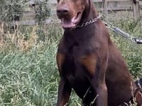Safkan doberman yavrular