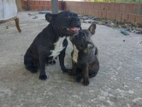 İzmir blue french bulldog yavru dişi erkek