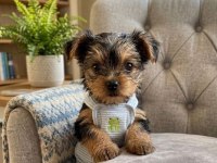 Hiç tüy dökmeyen büyümeyen ırk köpeğimiz