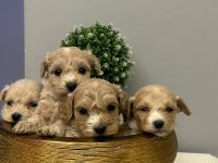 Sevimli maltipoo patiler