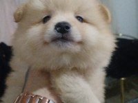 Pomeranian Bebekler